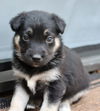 adoptable Dog in fremont, CA named Pearl (GA)
