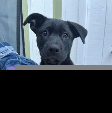 adoptable Dog in Fremont, CA named Steinbeck (GA)
