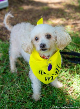 adoptable Dog in Fremont, CA named Luna