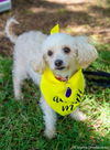 adoptable Dog in  named Luna