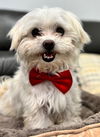 adoptable Dog in fremont, CA named Pascal