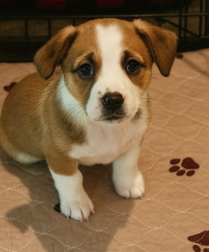picture of the dog needing adoption