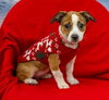 Lily D5724 - Photo 1