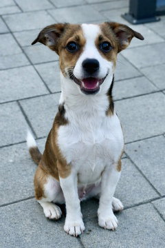 LILY D5724 - Border Terrier / Jack Russell Terrier available for adoption