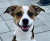 Lily D5724 - Photo 2
