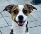 LILY D5724 - Border Terrier / Jack Russell Terrier available for adoption