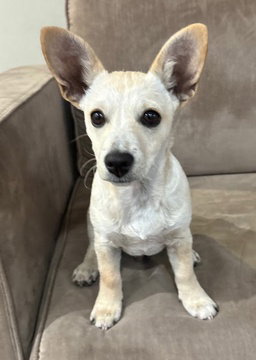 picture of the dog needing adoption