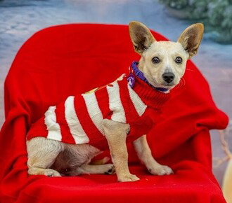 picture of the dog needing adoption