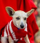 TOFFEE D5712 - Chihuahua / Cairn Terrier available for adoption