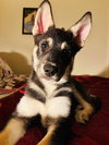 Rocky D5274 - Photo 1