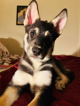 picture of the dog needing adoption