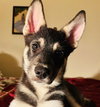 Rocky D5274 - Photo 2