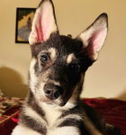 ROCKY D5274 - Husky / Shepherd available for adoption