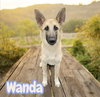 Wanda - Photo 1