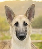 WANDA - Belgian Shepherd Malinois / German Shepherd Dog available for adoption