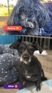 picture of the dog needing adoption