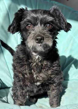 picture of the dog needing adoption