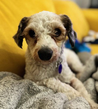 picture of the dog needing adoption