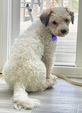 picture of the dog needing adoption