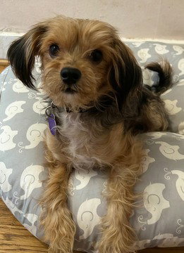 picture of the dog needing adoption