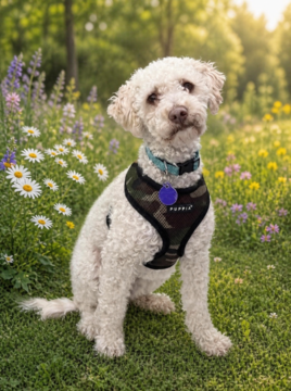 Aimee D6063, an adoptable Poodle in Fremont, CA