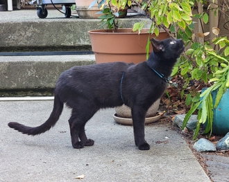 Theo (GA), Young Domestic Short Hair, cat for adoption in Oakley, California