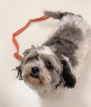 picture of the dog needing adoption