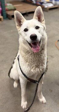 Khalasi, an adoptable German Shepherd Dog in Fremont, CA