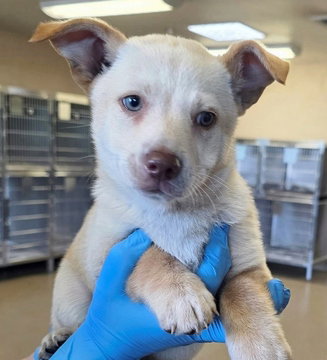 Cosmo D6071, an adoptable Shepherd in Fremont, CA