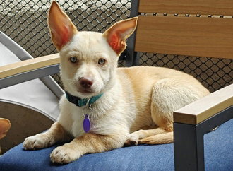 Cosmo D6071, an adoptable Shepherd in Fremont, CA
