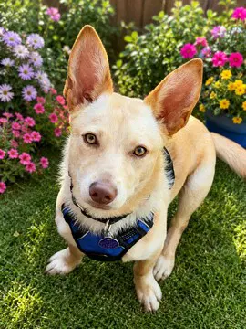 Cosmo D - Shepherd