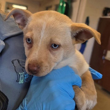 Jasmine D6068, an adoptable Shepherd in Fremont, CA