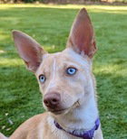 Jasmine D6068 photo 2
