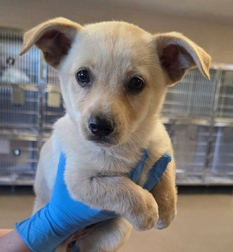 Orchid D6009, an adoptable Shepherd in Fremont, CA