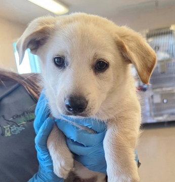 Sunflower (Sunny) D6072, an adoptable Shepherd in Fremont, CA