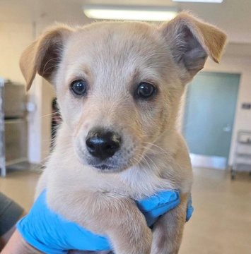 Clover, an adoptable Shepherd in Fremont, CA