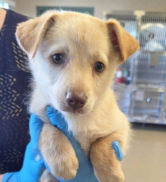 Iris D6067, an adoptable Shepherd in Fremont, CA