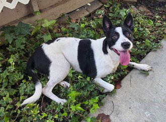 picture of the dog needing adoption