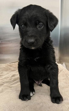Basil, an adoptable Labrador Retriever in Fremont, CA