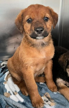 Saffron, an adoptable Labrador Retriever in Fremont, CA