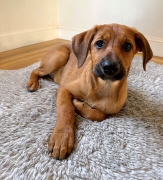 Saffron, an adoptable Labrador Retriever in Fremont, CA