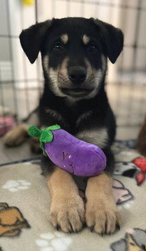 Arlo, an adoptable Husky in Fremont, CA