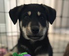 Arlo