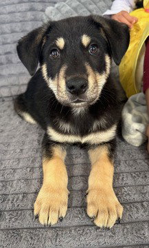 Arlo, an adoptable Husky in Fremont, CA