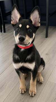 Arlo