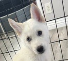 Elsa