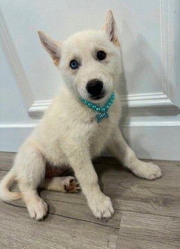 Elsa, an adoptable Husky in Fremont, CA