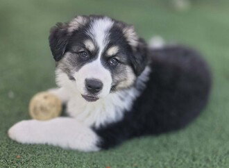 Goliath, an adoptable Border Collie in Fremont, CA