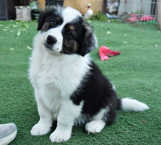 Samson D6073, an adoptable Border Collie in Fremont, CA
