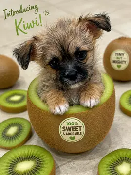 Kiwi - Shih Tzu